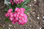 Doc rose photo