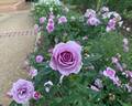 Lavender Veranda rose photo