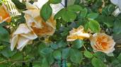 Lady Hillingdon, Cl. rose photo