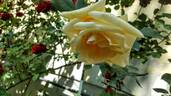 Lady Hillingdon, Cl. rose photo