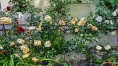Lady Hillingdon, Cl. rose photo