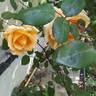 Lady Hillingdon, Cl. rose photo