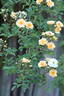 Rosa helenae 'Semiplena' rose photo