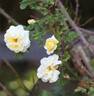 Leverkusen rose photo