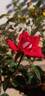 Love rose photo