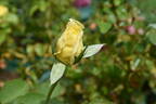 Lemon Glow rose photo