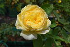 Lemon Glow rose photo