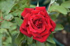 Chrysler Imperial rose photo