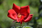 Altissimo rose photo