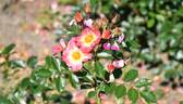 Bienenweide Apricot rose photo