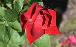 Burgund 81 rose photo