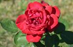 Burgund 81 rose photo