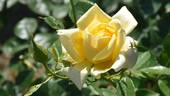 Berolina rose photo