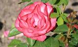Cherry Lady rose photo