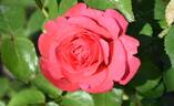Cherry Lady rose photo