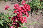 Alberich rose photo