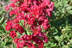 Alberich rose photo