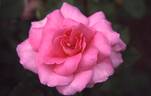 Adair Roche rose photo