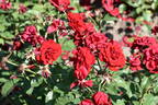 Lavaglut rose photo