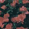 Dicky ® rose photo