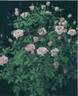 Air France Meillandina rose photo