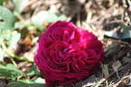 Falstaff rose photo