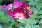 Heart of Gold rose photo