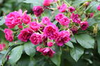 F. J. Grootendorst rose photo