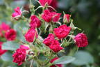 Grootendorst Supreme rose photo