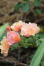 Jazz rose photo