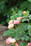Jazz rose photo