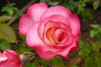Händel rose photo