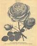 Archiduchesse Maria Immaculata rose photo