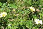 Roland Garros rose photo