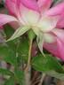 Marquise de Vivens rose photo