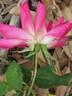 Marquise de Vivens rose photo