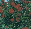 Exploit ® rose photo