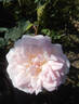 Mademoiselle de Sombreuil rose photo