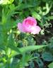 Skylark rose photo