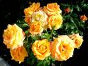 Amber Flush rose photo