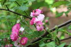 Geschwind's Nordlandrose II rose photo