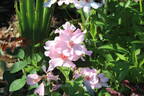 Poulsen's Pearl rose photo