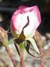 Marquise de Vivens rose photo