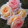 Queen Nefertiti rose photo