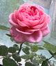 Yume-akari rose photo