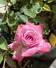 Wistful ™ rose photo