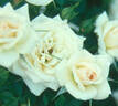 Alexander Milne rose photo