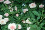Baby Face ™ rose photo