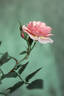 Baby Face ™ rose photo