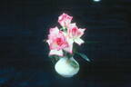 Blessed Event ™ rose photo